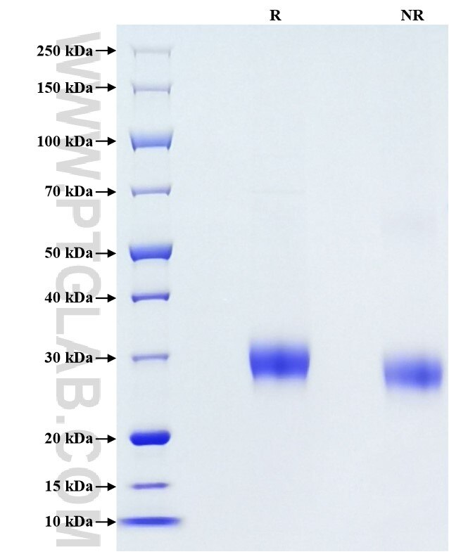 Purity of Recombinant Human Alpha-1-microglobulin was determined by SDS-PAGE. The protein was resolved in an SDS-PAGE in reducing (R) and non-reducing (NR) conditions and stained using Coomassie blue.