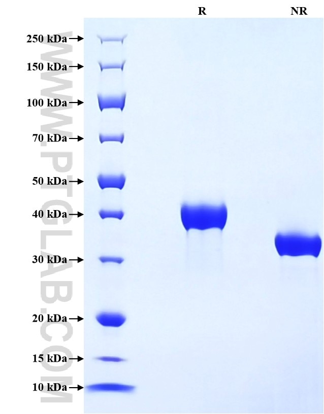 Purity of Recombinant Human SPARC was determined by SDS-PAGE. The protein was resolved in an SDS-PAGE in reducing (R) and non-reducing (NR) conditions and stained using Coomassie blue.