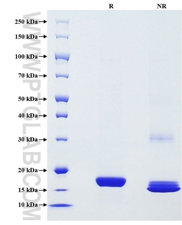 Purity of Recombinant Human IFNA1 was determined by SDS-PAGE. The protein was resolved in an SDS-PAGE in reducing (R) and non-reducing (NR) conditions and stained using Coomassie blue.
