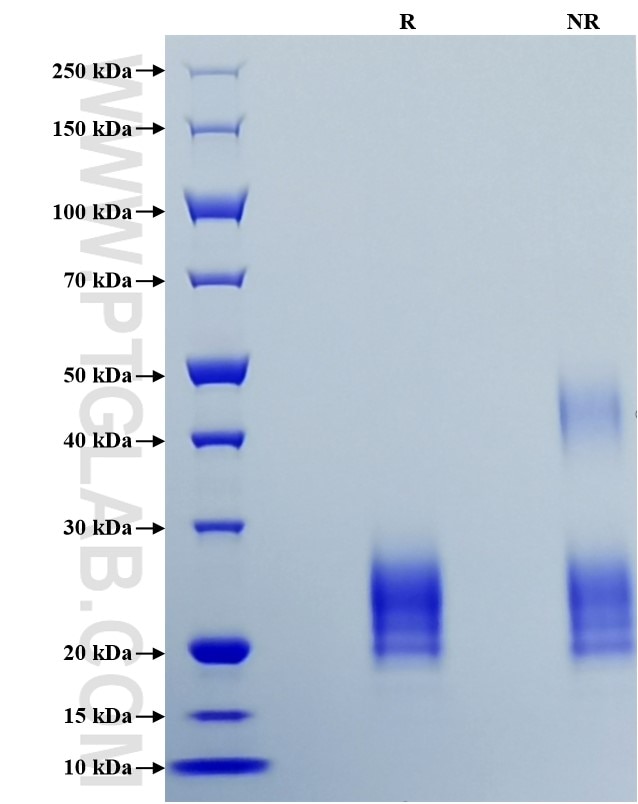 Purity of Recombinant Human TSLP was determined by SDS-PAGE. The protein was resolved in an SDS-PAGE in reducing (R) and non-reducing (NR) conditions and stained using Coomassie blue.
