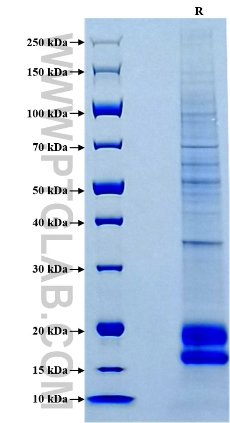 Purity of Recombinant Human VEGF121 was determined by SDS-PAGE. The protein was resolved in an SDS-PAGE in reducing (R) conditions and stained using Coomassie blue.