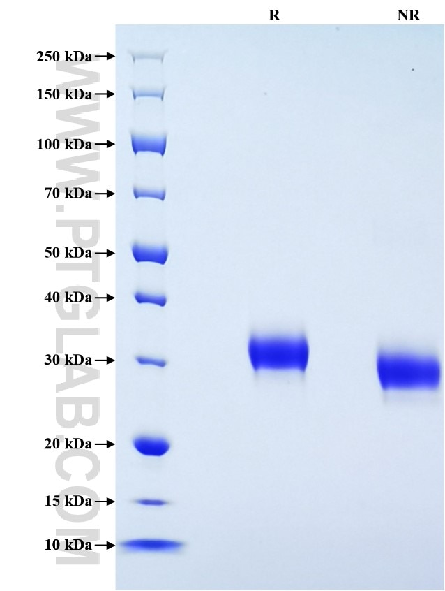 Purity of Recombinant Human CD2 was determined by SDS-PAGE. The protein was resolved in an SDS-PAGE in reducing (R) and non-reducing (NR) conditions and stained using Coomassie blue.