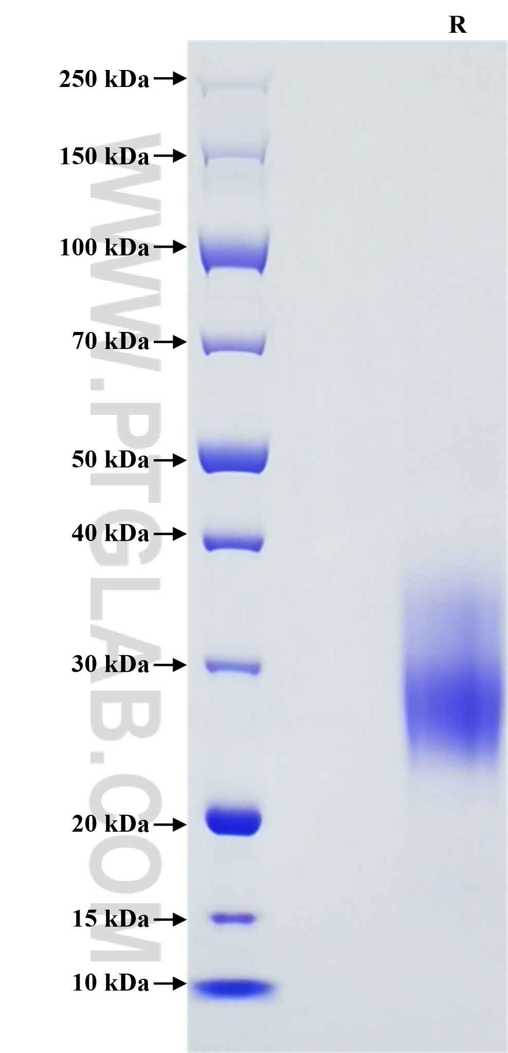 Purity of Recombinant Human HVEM was determined by SDS-PAGE. The protein was resolved in an SDS-PAGE in reducing (R) conditions and stained using Coomassie blue.