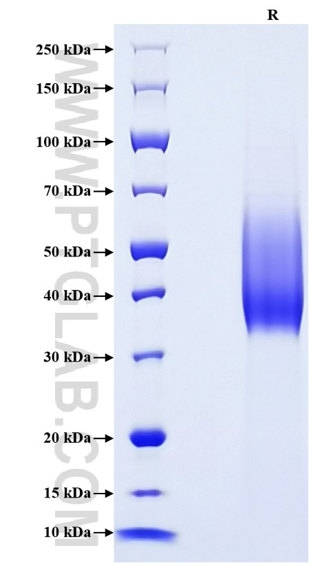 Purity of Recombinant Mouse CD30 was determined by SDS-PAGE. The protein was resolved in an SDS-PAGE in reducing (R) conditions and stained using Coomassie blue.