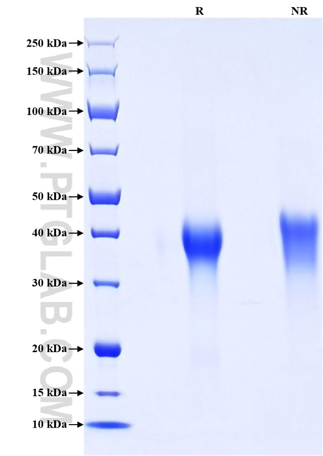Purity of Recombinant Mouse CD27 was determined by SDS-PAGE. The protein was resolved in an SDS-PAGE in reducing (R) and non-reducing (NR) conditions and stained using Coomassie blue. Purity of Recombinant Mouse CD27 was determined by SDS-PAGE. The protein was resolved in an SDS-PAGE in reducing (R) and non-reducing (NR) conditions and stained using Coomassie blue.