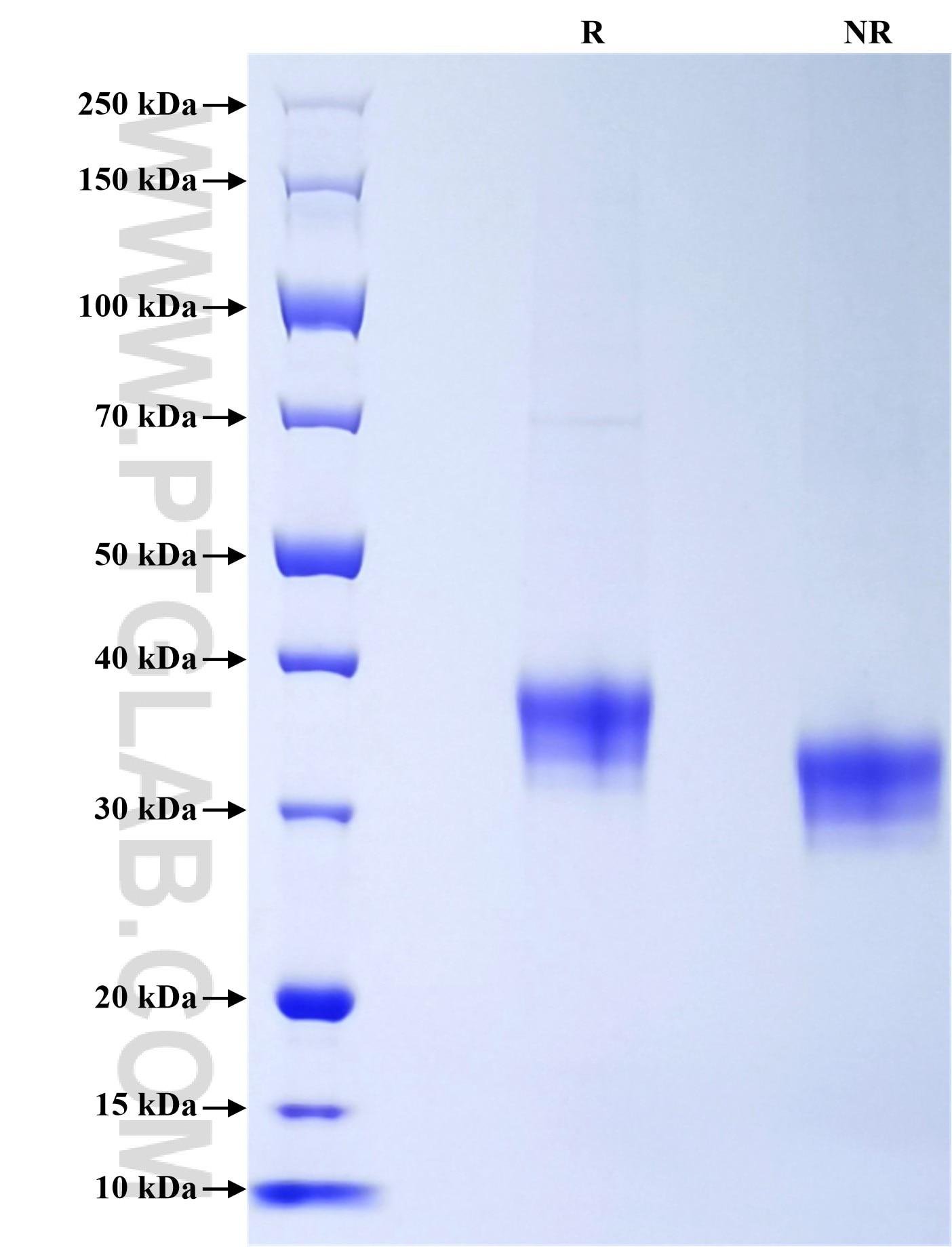 Purity of Recombinant Mouse CD84 was determined by SDS-PAGE. The protein was resolved in an SDS-PAGE in reducing (R) and non-reducing (NR) conditions and stained using Coomassie blue.
