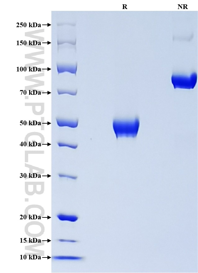 Purity of Recombinant Human GITR was determined by SDS-PAGE. The protein was resolved in an SDS-PAGE in reducing (R) and non-reducing (NR) conditions and stained using Coomassie blue.