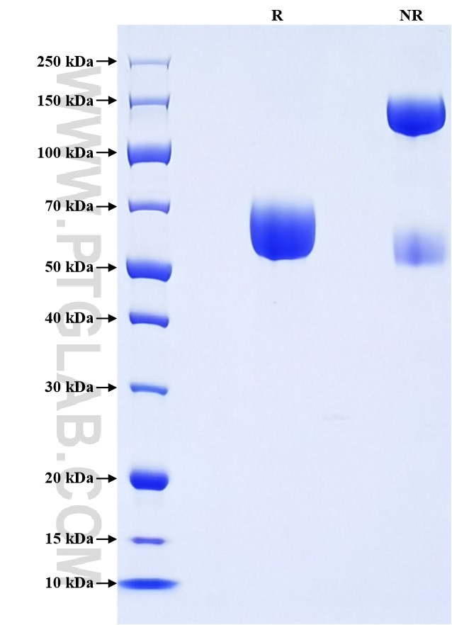 Purity of Recombinant Human NTB-A was determined by SDS-PAGE. The protein was resolved in an SDS-PAGE in reducing (R) and non-reducing (NR) conditions and stained using Coomassie blue.