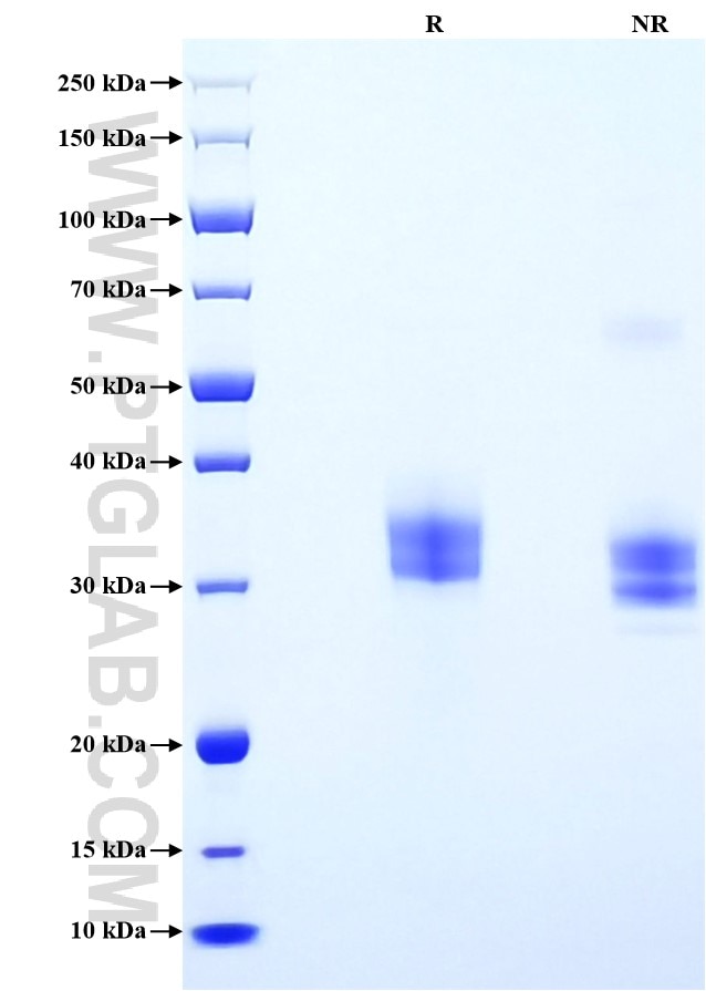 Purity of Recombinant Human EpCAM was determined by SDS-PAGE. The protein was resolved in an SDS-PAGE in reducing (R) and non-reducing (NR) conditions and stained using Coomassie blue.