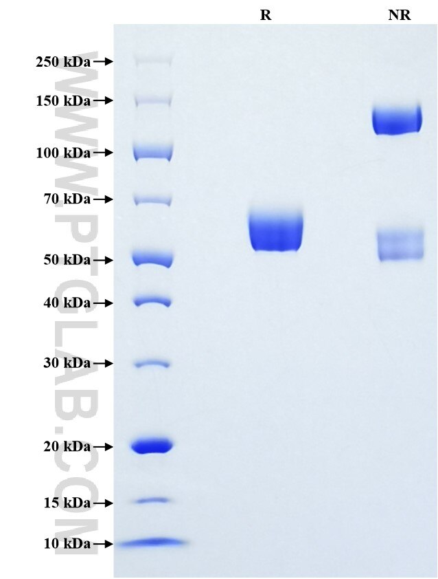 Purity of Recombinant Mouse CD84 was determined by SDS-PAGE. The protein was resolved in an SDS-PAGE in reducing (R) and non-reducing (NR) conditions and stained using Coomassie blue.