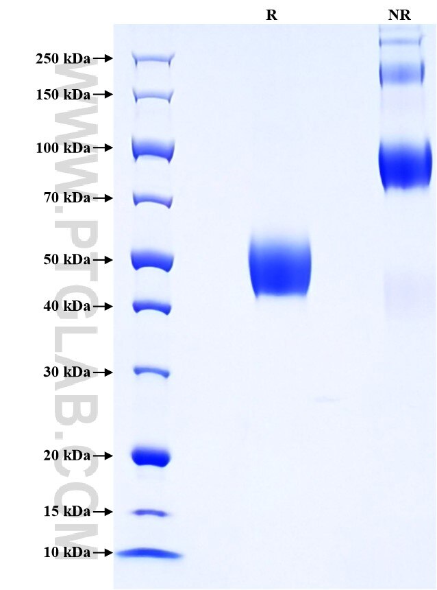 Purity of Recombinant Mouse CD83 was determined by SDS-PAGE. The protein was resolved in an SDS-PAGE in reducing (R) and non-reducing (NR) conditions and stained using Coomassie blue.