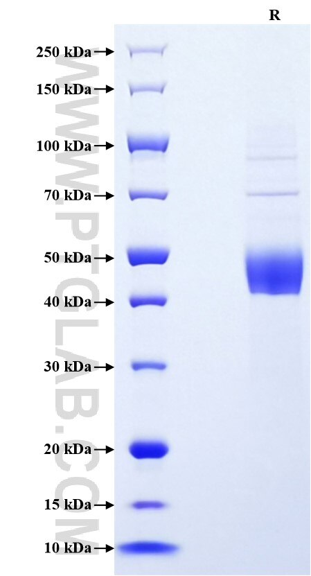 Purity of Recombinant Mouse CD79A was determined by SDS-PAGE. The protein was resolved in an SDS-PAGE in reducing (R) conditions and stained using Coomassie blue.