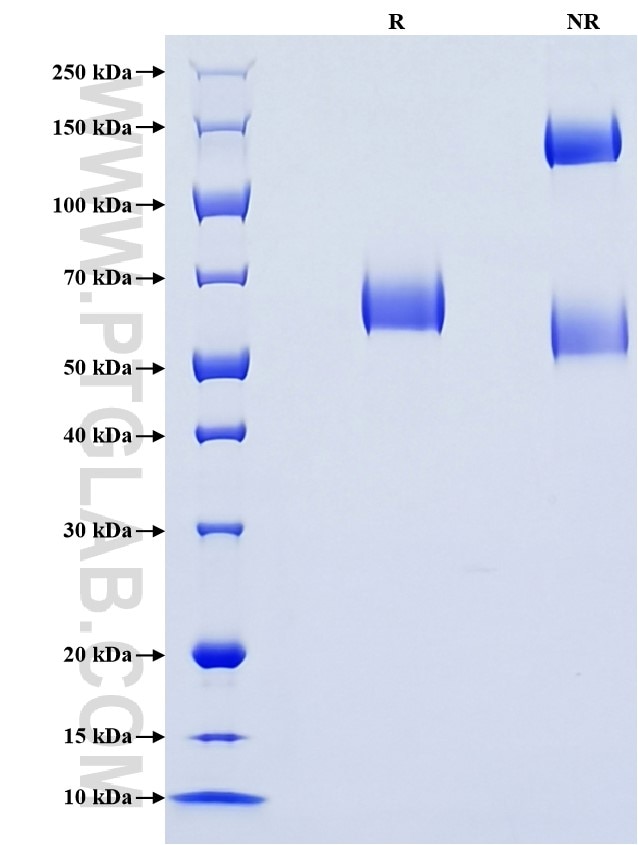 Purity of Recombinant Mouse CD48 was determined by SDS-PAGE. The protein was resolved in an SDS-PAGE in reducing (R) and non-reducing (NR) conditions and stained using Coomassie blue.