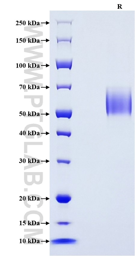 Purity of Recombinant Mouse CD47 was determined by SDS-PAGE. The protein was resolved in an SDS-PAGE in reducing (R) conditions and stained using Coomassie blue.