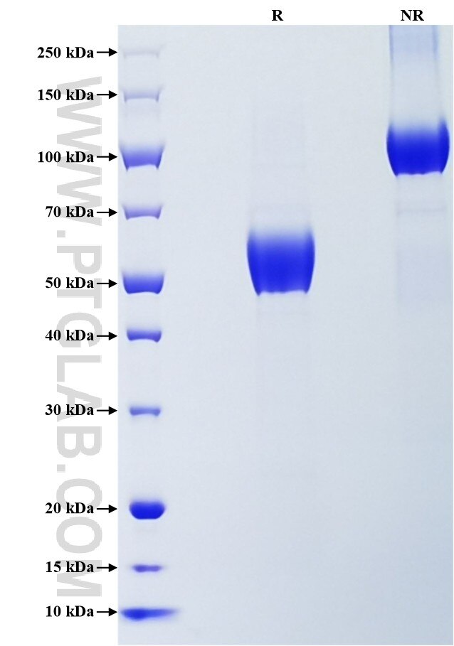 Purity of Recombinant Mouse CD28 was determined by SDS-PAGE. The protein was resolved in an SDS-PAGE in reducing (R) and non-reducing (NR) conditions and stained using Coomassie blue.