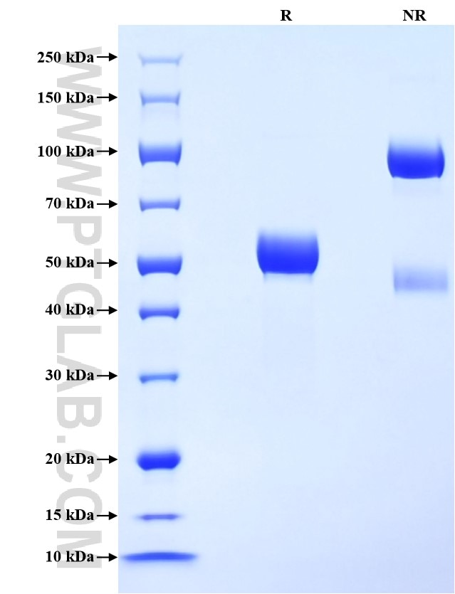 Purity of Recombinant Human TREM-1 was determined by SDS-PAGE. The protein was resolved in an SDS-PAGE in reducing (R) and non-reducing (NR) conditions and stained using Coomassie blue.