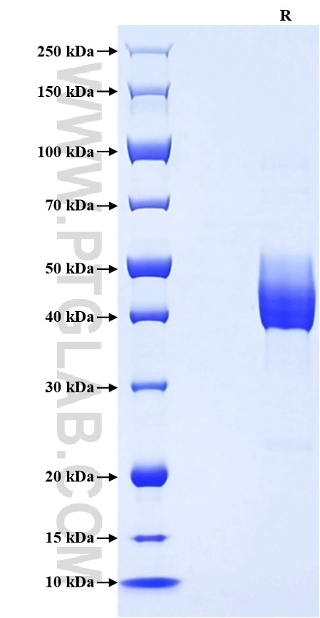 Purity of Recombinant Rat CD3 epsilon was determined by SDS-PAGE. The protein was resolved in an SDS-PAGE in reducing (R) conditions and stained using Coomassie blue.