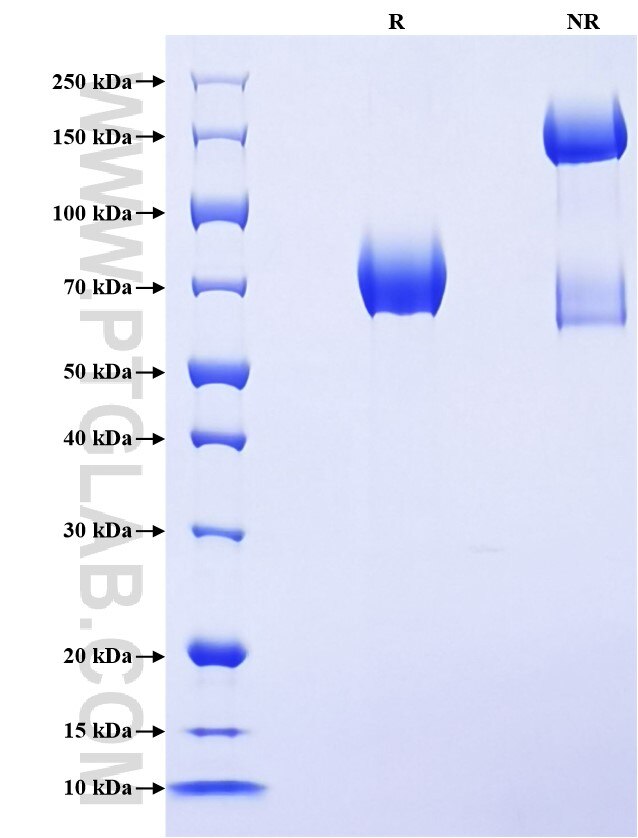 Purity of Recombinant Rat CD44 was determined by SDS-PAGE. The protein was resolved in an SDS-PAGE in reducing (R) and non-reducing (NR) conditions and stained using Coomassie blue.