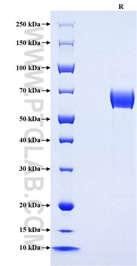 Purity of Recombinant Rat NKp46 was determined by SDS-PAGE. The protein was resolved in an SDS-PAGE in reducing (R) conditions and stained using Coomassie blue.