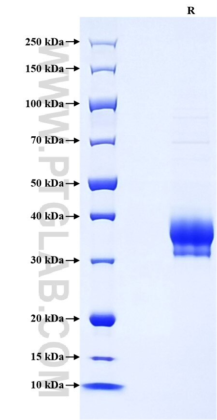 Purity of Recombinant Mouse SIGNR1 was determined by SDS-PAGE. The protein was resolved in an SDS-PAGE in reducing (R) conditions and stained using Coomassie blue.