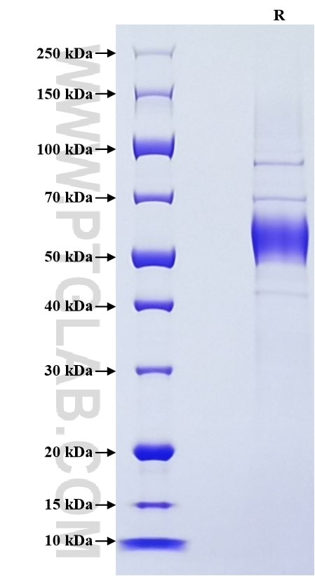 Purity of Recombinant Mouse NKG2C was determined by SDS-PAGE. The protein was resolved in an SDS-PAGE in reducing (R) conditions and stained using Coomassie blue.