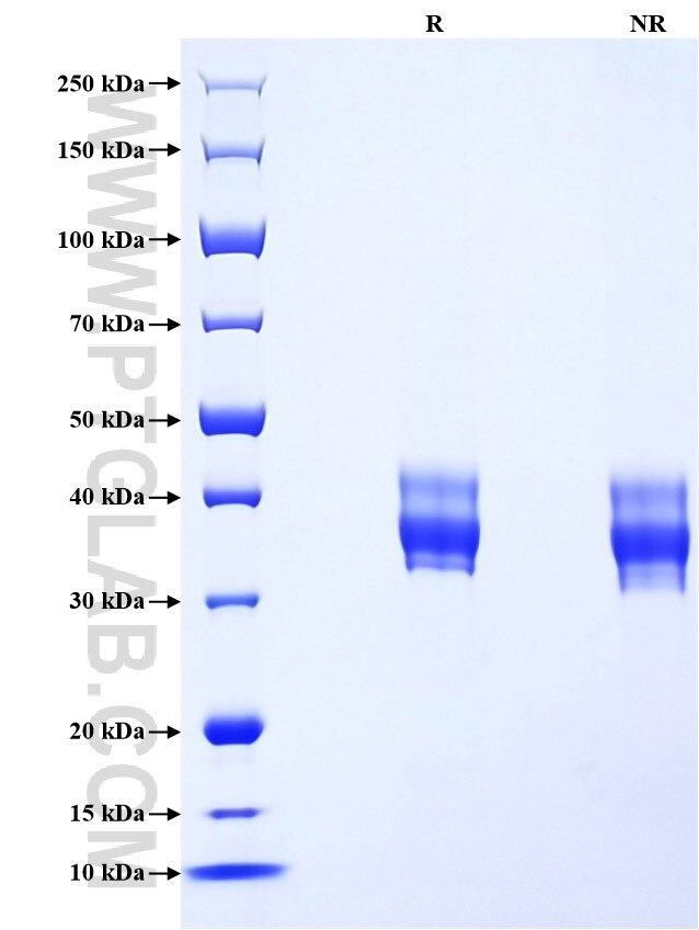 Purity of Recombinant Mouse CD157 was determined by SDS-PAGE. The protein was resolved in an SDS-PAGE in reducing (R) and non-reducing (NR) conditions and stained using Coomassie blue.