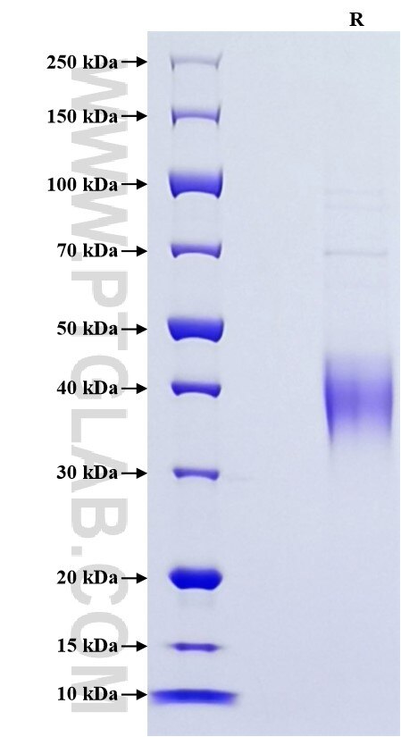 Purity of Recombinant Mouse ICAM-2 was determined by SDS-PAGE. The protein was resolved in an SDS-PAGE in reducing (R) conditions and stained using Coomassie blue.