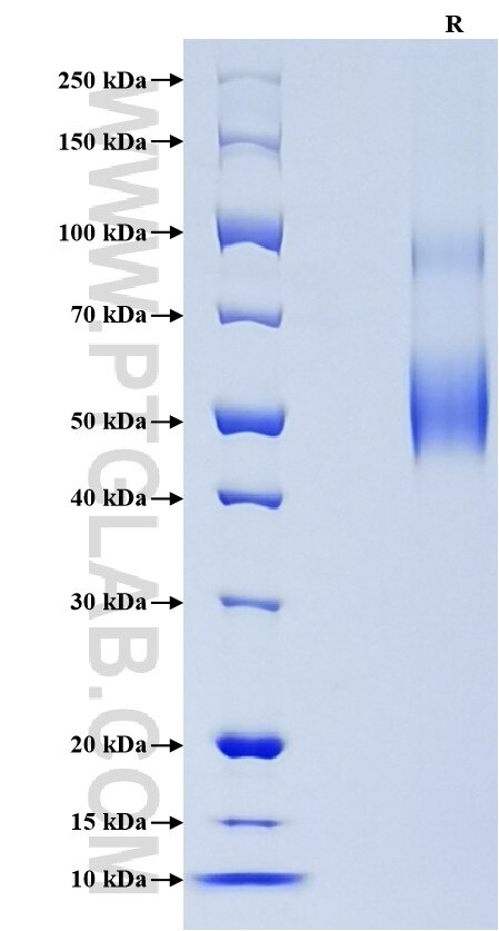 Purity of Recombinant Human Siglec-7 was determined by SDS-PAGE. The protein was resolved in an SDS-PAGE in reducing (R) conditions and stained using Coomassie blue.