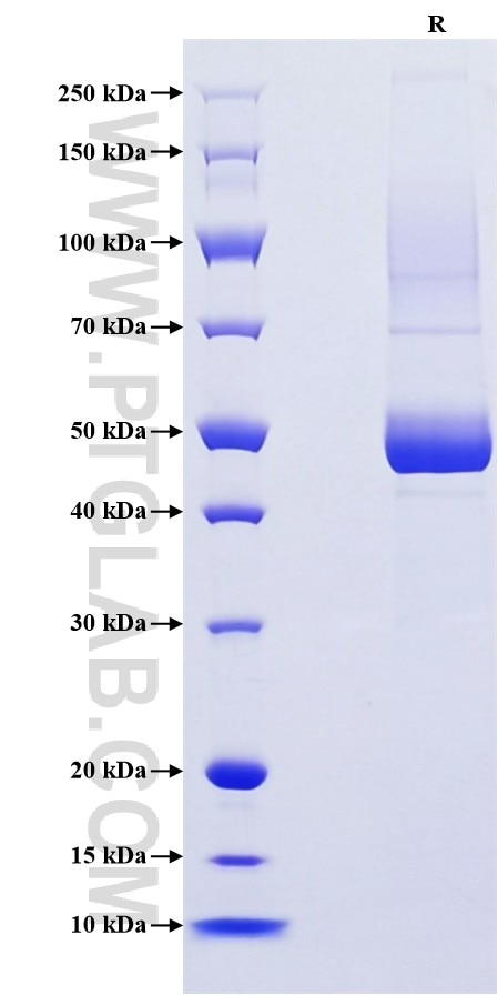 Purity of Recombinant Mouse BAFF was determined by SDS-PAGE. The protein was resolved in an SDS-PAGE in reducing (R) conditions and stained using Coomassie blue.