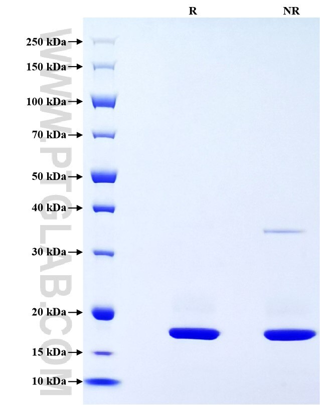 Purity of Recombinant Mouse IL-1 beta was determined by SDS-PAGE. The protein was resolved in an SDS-PAGE in reducing (R) and non-reducing (NR) conditions and stained using Coomassie blue.