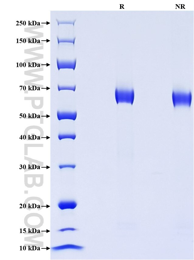 Purity of Recombinant Mouse CD229 was determined by SDS-PAGE. The protein was resolved in an SDS-PAGE in reducing (R) and non-reducing (NR) conditions and stained using Coomassie blue.
