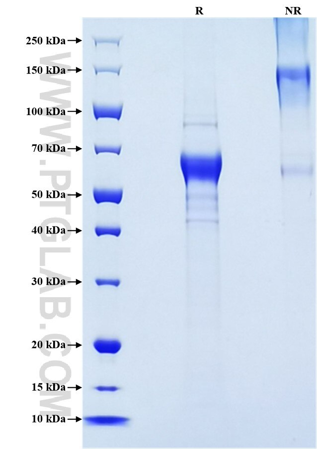 Purity of Recombinant Human CD336 was determined by SDS-PAGE. The protein was resolved in an SDS-PAGE in reducing (R) and non-reducing (NR) conditions and stained using Coomassie blue.
