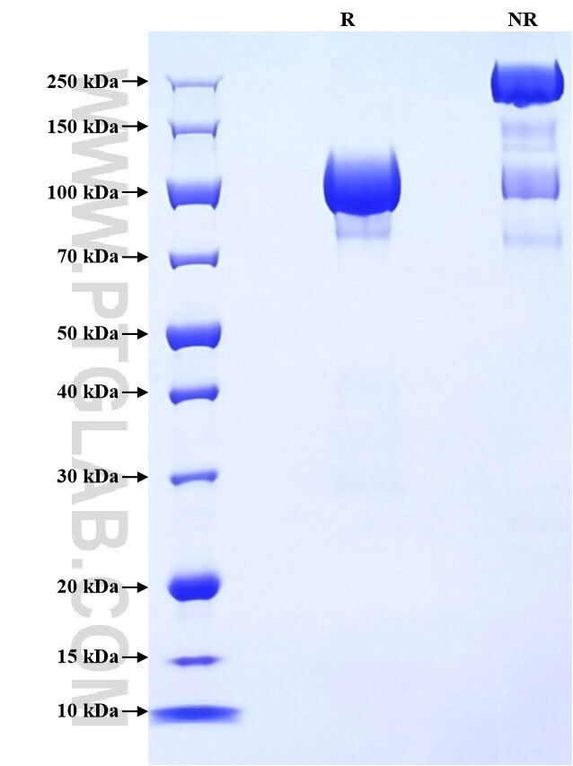 Purity of Recombinant Mouse gp130 was determined by SDS-PAGE. The protein was resolved in an SDS-PAGE in reducing (R) and non-reducing (NR) conditions and stained using Coomassie blue.