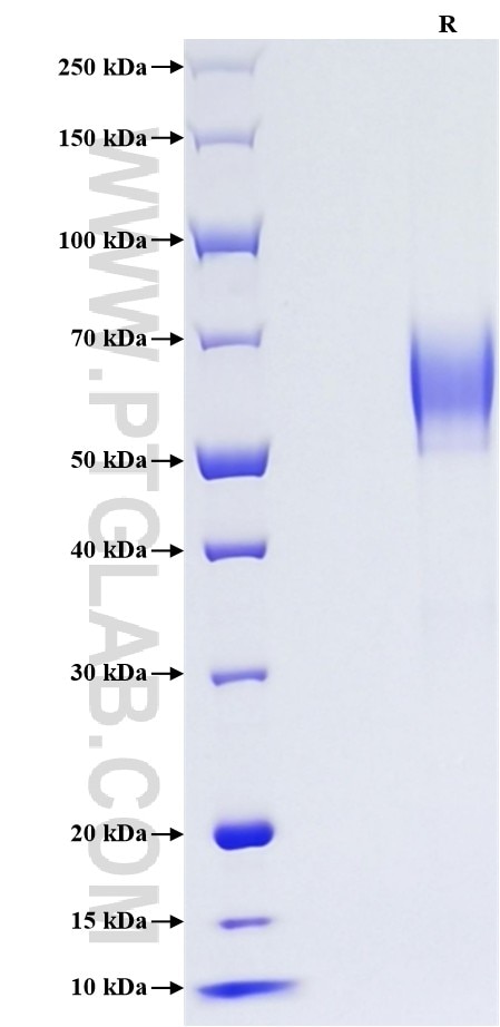 Purity of Recombinant Human CD27 was determined by SDS-PAGE. The protein was resolved in an SDS-PAGE in reducing (R) conditions and stained using Coomassie blue.