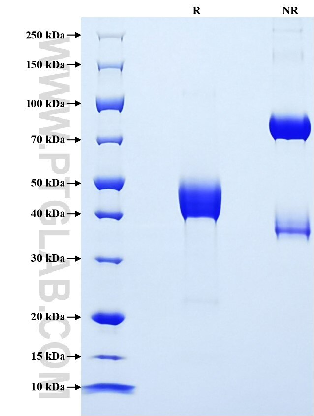 Purity of Recombinant Human DR5 was determined by SDS-PAGE. The protein was resolved in an SDS-PAGE in reducing (R) and non-reducing (NR) conditions and stained using Coomassie blue.