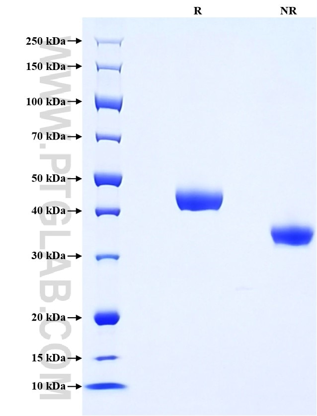 Purity of Recombinant Human Nectin-2 was determined by SDS-PAGE. The protein was resolved in an SDS-PAGE in reducing (R) and non-reducing (NR) conditions and stained using Coomassie blue.