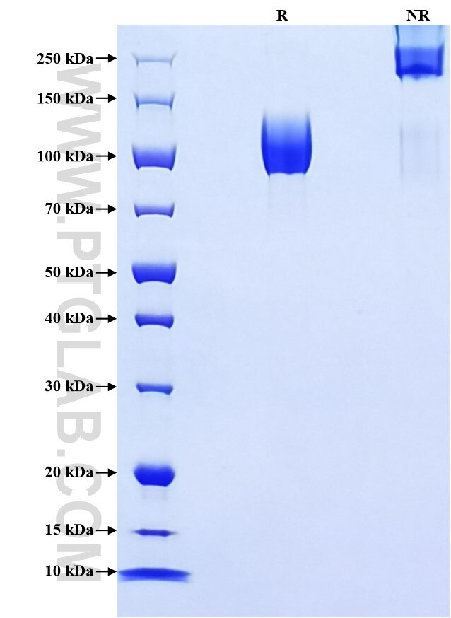 Purity of Recombinant Human ICAM-3 was determined by SDS-PAGE. The protein was resolved in an SDS-PAGE in reducing (R) conditions and non-reducing (NR) conditions and stained using Coomassie blue.