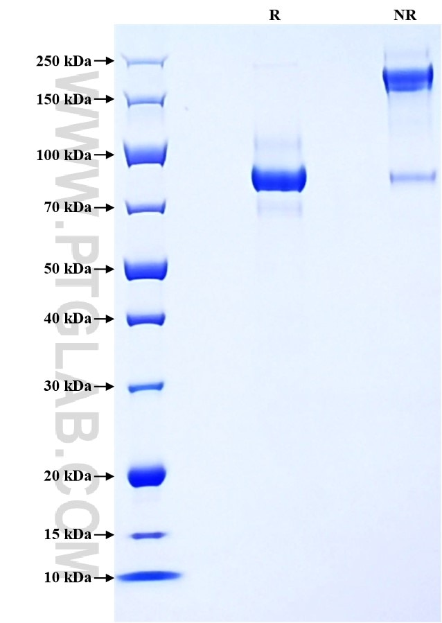 Purity of Recombinant Human SELPLG was determined by SDS-PAGE. The protein was resolved in an SDS-PAGE in reducing (R) and non-reducing (NR) conditions and stained using Coomassie blue.