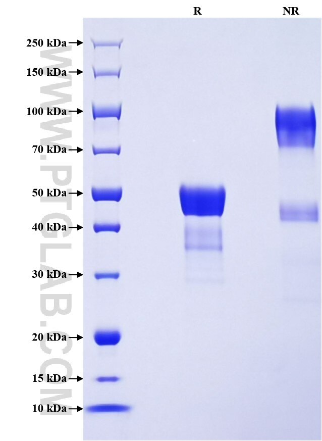 Purity of Recombinant Human CD99 was determined by SDS-PAGE. The protein was resolved in an SDS-PAGE in reducing (R) and non-reducing (NR) conditions and stained using Coomassie blue.