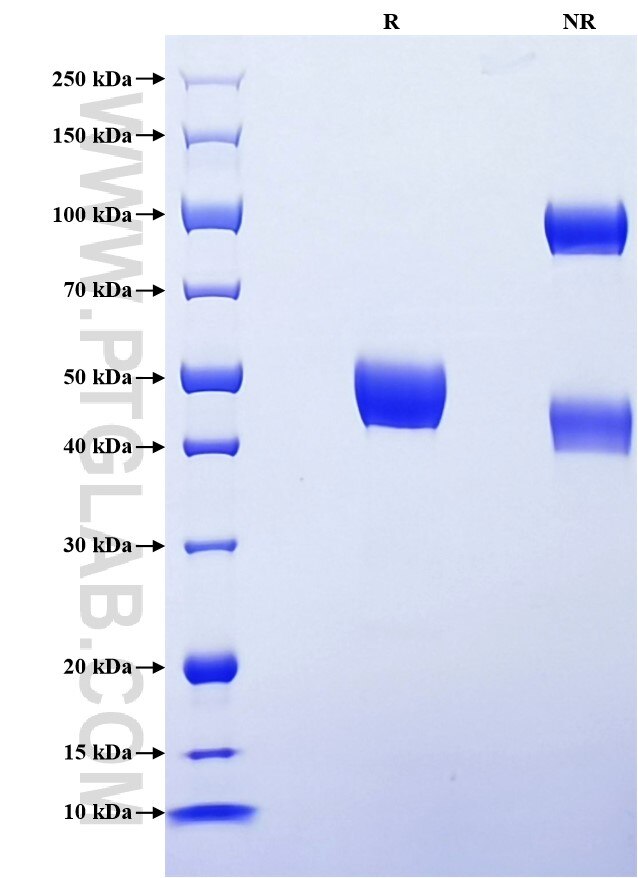 Purity of Recombinant Human CD90 was determined by SDS-PAGE. The protein was resolved in an SDS-PAGE in reducing (R) and non-reducing (NR) conditions and stained using Coomassie blue.