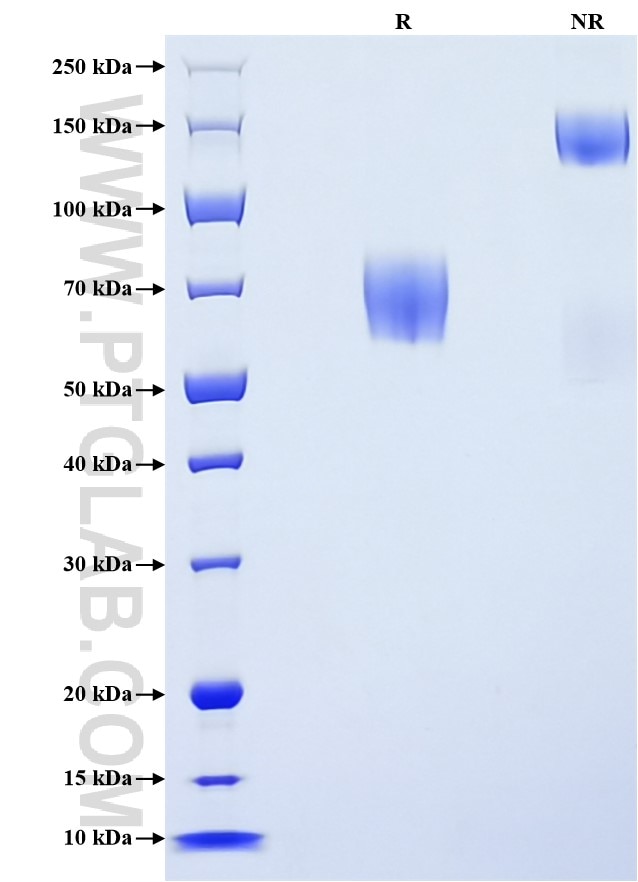 Purity of Recombinant Human CD89 was determined by SDS-PAGE. The protein was resolved in an SDS-PAGE in reducing (R) and non-reducing (NR) conditions and stained using Coomassie blue.