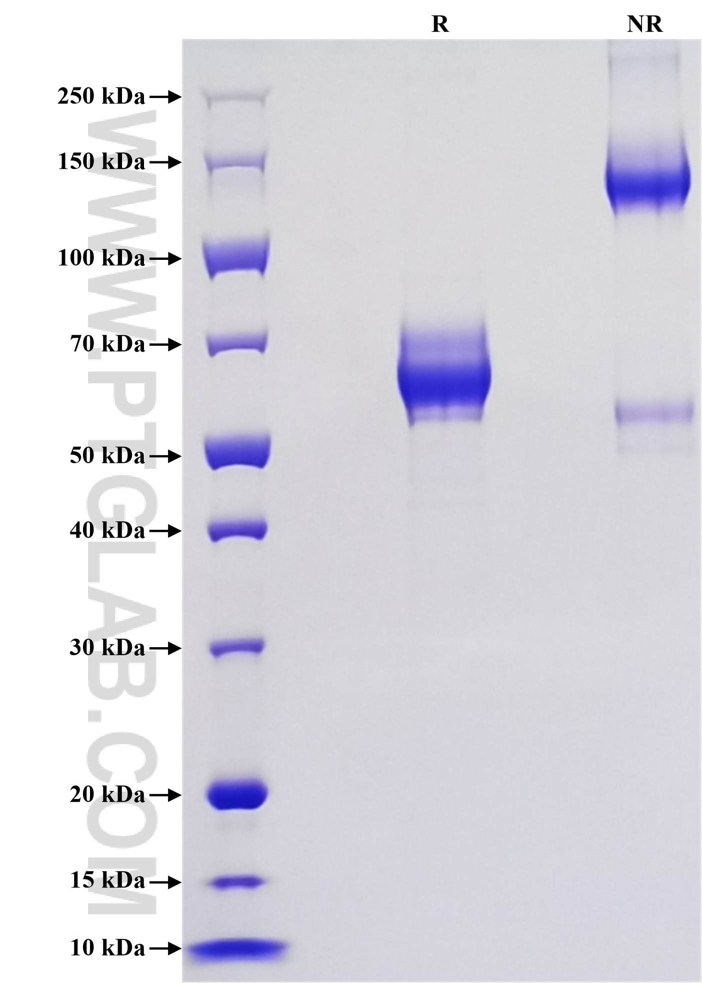 Purity of Recombinant Human ILT-3 was determined by SDS-PAGE. The protein was resolved in an SDS-PAGE in reducing (R) and non-reducing (NR) conditions and stained using Coomassie blue. Purity of Recombinant Human ILT-3 was determined by SDS-PAGE. The protein was resolved in an SDS-PAGE in reducing (R) and non-reducing (NR) conditions and stained using Coomassie blue.