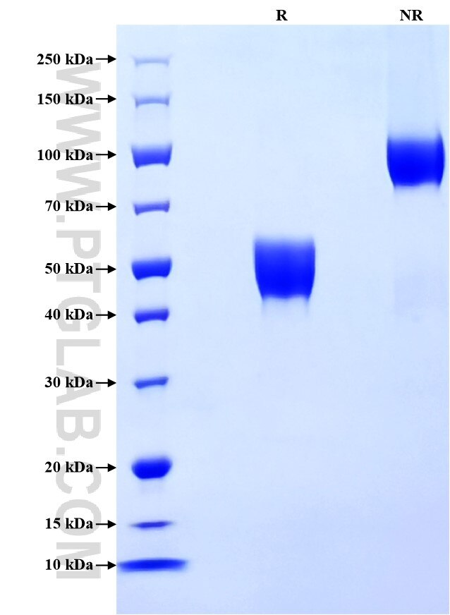 Purity of Recombinant Human CD82 was determined by SDS-PAGE. The protein was resolved in an SDS-PAGE in reducing (R) and non-reducing (NR) conditions and stained using Coomassie blue.