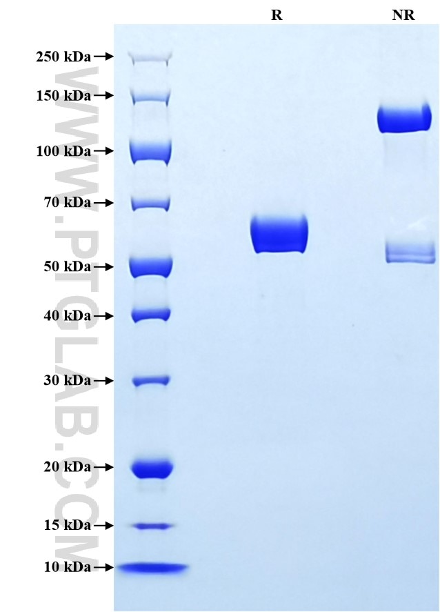 Purity of Recombinant Mouse Fibrinogen gamma chain was determined by SDS-PAGE. The protein was resolved in an SDS-PAGE in reducing (R) and non-reducing (NR) conditions and stained using Coomassie blue.
