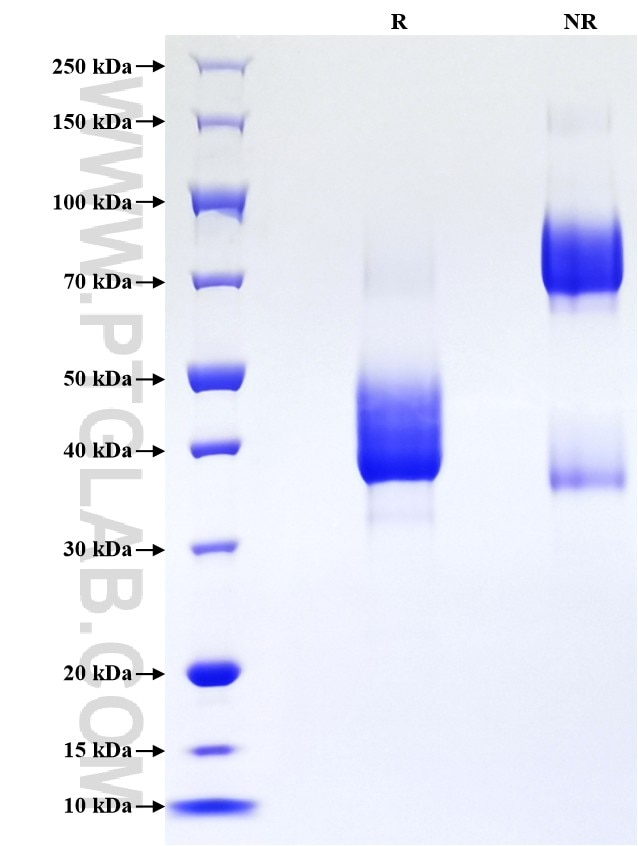 Purity of Recombinant Mouse CD268 was determined by SDS-PAGE. The protein was resolved in an SDS-PAGE in reducing (R) and non-reducing (NR) conditions and stained using Coomassie blue.