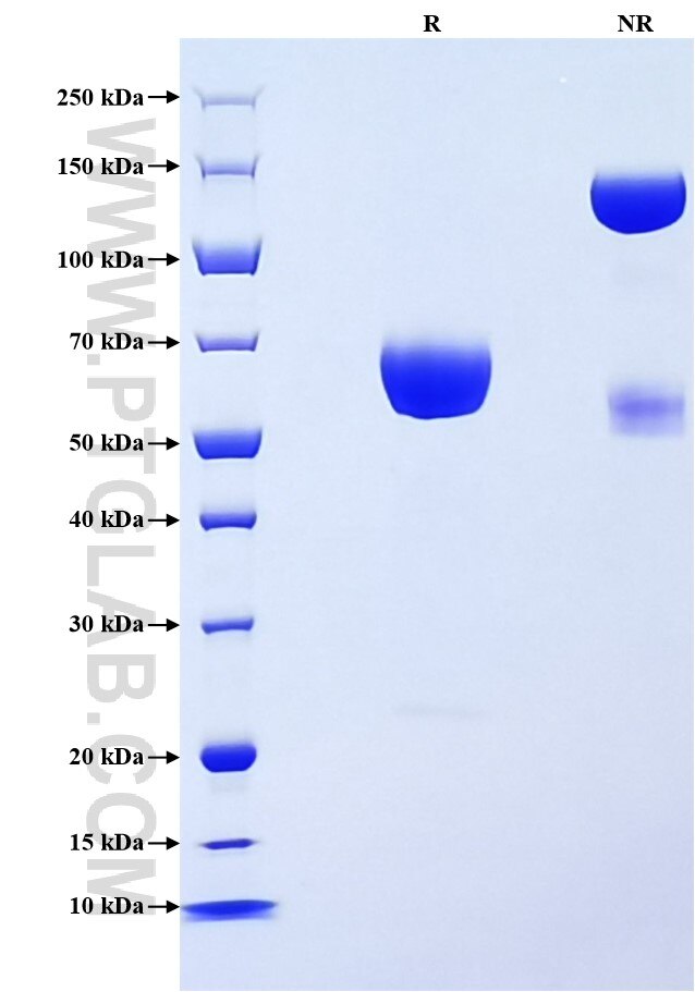Purity of Recombinant Mouse PD-L2 was determined by SDS-PAGE. The protein was resolved in an SDS-PAGE in reducing (R) and non-reducing (NR) conditions and stained using Coomassie blue.