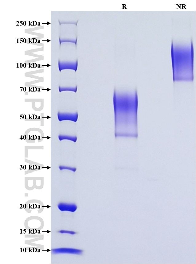 Purity of Recombinant Mouse Glycophorin A was determined by SDS-PAGE. The protein was resolved in an SDS-PAGE in reducing (R) and non-reducing (NR) conditions and stained using Coomassie blue.