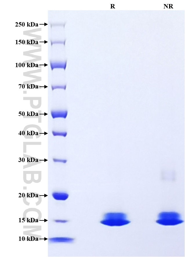 Purity of Recombinant Human TDP-43 was determined by SDS-PAGE. The protein was resolved in an SDS-PAGE in reducing (R) and non-reducing (NR) conditions and stained using Coomassie blue. Purity of Recombinant Human TDP-43 was determined by SDS-PAGE. The protein was resolved in an SDS-PAGE in reducing (R) and non-reducing (NR) conditions and stained using Coomassie blue.