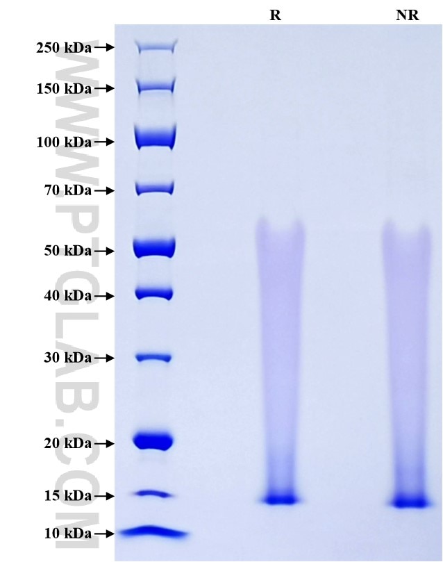 Purity of Recombinant Mouse Glycophorin A was determined by SDS-PAGE. The protein was resolved in an SDS-PAGE in reducing (R) and non-reducing (NR) conditions and stained using Coomassie blue.