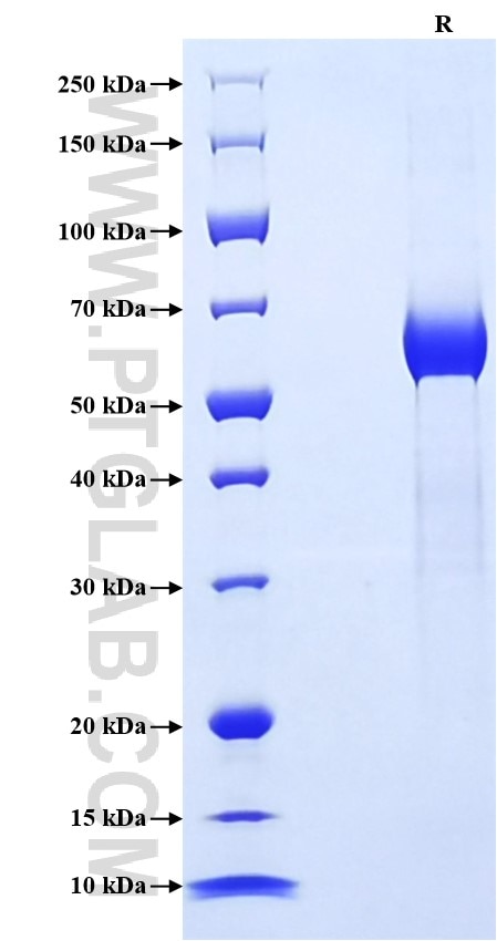Purity of Recombinant Human CLEC10A was determined by SDS-PAGE. The protein was resolved in an SDS-PAGE in reducing (R) conditions and stained using Coomassie blue.